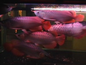 Top Quality Asian Red, RTG, Super Red, Chili Red, Golden X back Arowanas For Sale at very good discount prices!!!!!$350