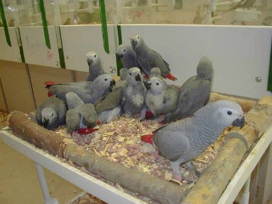 Scarlet-macaws Parrots and parrots eggs For Sale